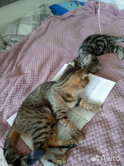 Шотланский котенок