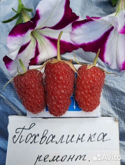 Саженцы малины