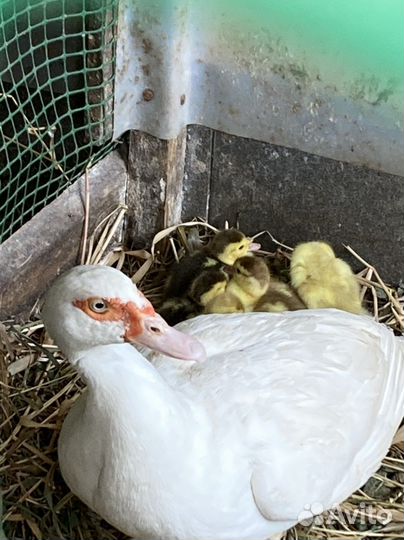 Индоутята, петух Павловский