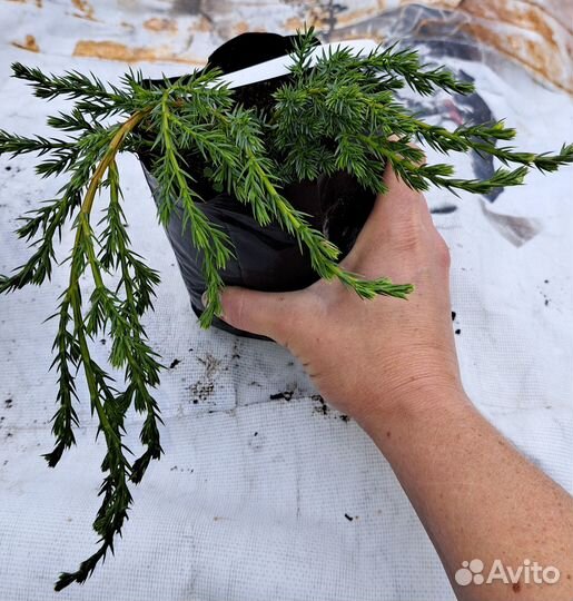 Можжевельник Блю Карпет