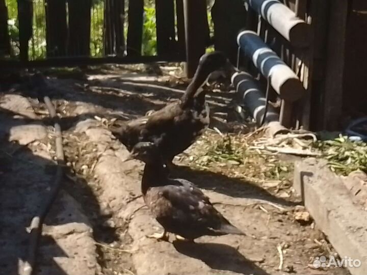 Утки башкирские