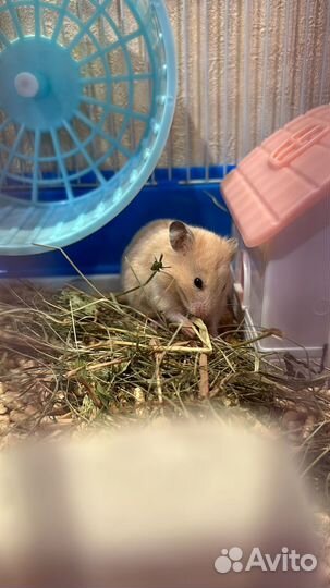 Сирийский хомяк