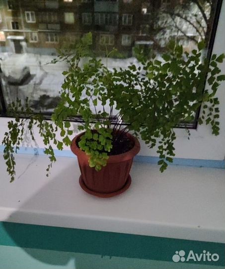 Комнатные цветы