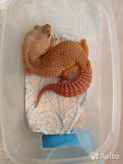 Гекконы, Эублефар