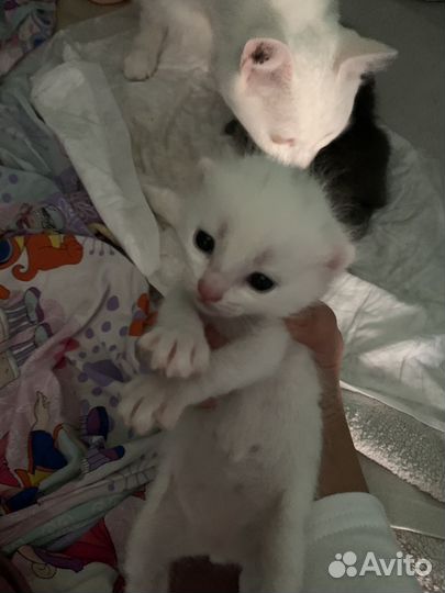Котята турецкой ангоры