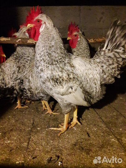 Молодые петухи