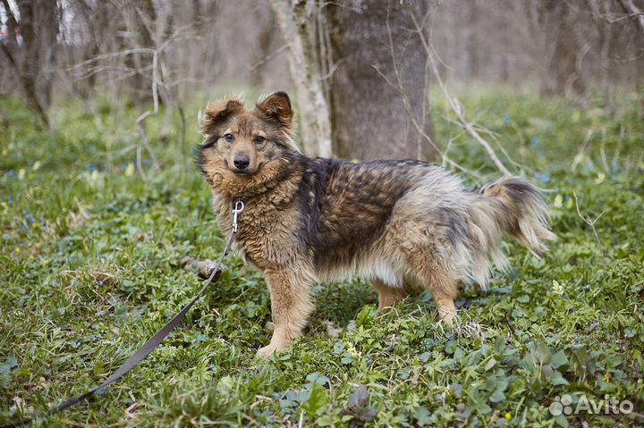 В добрые руки хороший пес Купер