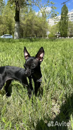 Вязка той-терьер