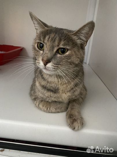 Кошка бесплатно