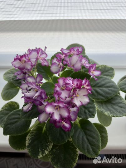 Фиалки детки и стартеры