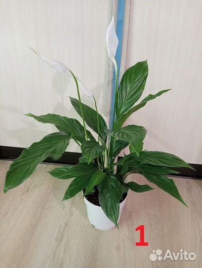 Спатифиллум (Женское счастье)