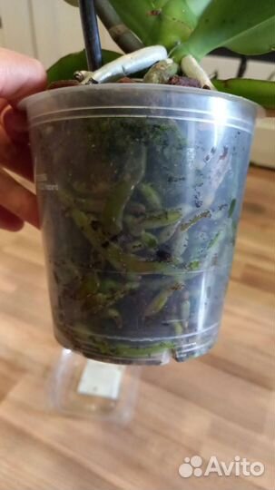 Орхидея фаленопсис