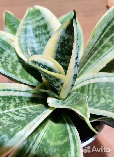 Сансевиерия (мини) Ханни Маргината