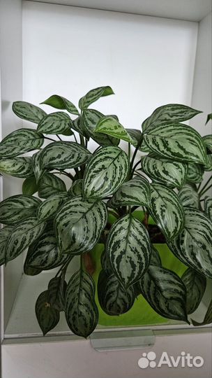 Аглонема Сильвер Квин