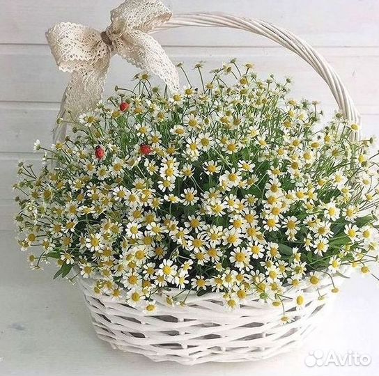 Доставка цветов. Ромашки