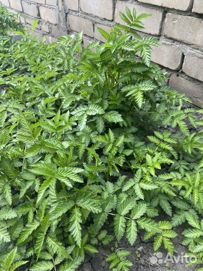 Тибетская малина (саженцы )