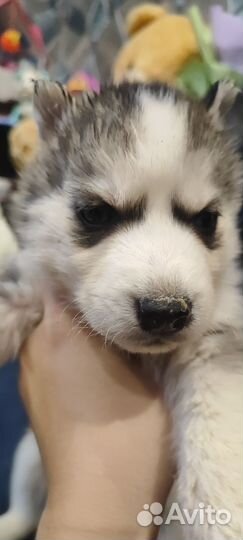 Щенки сибирской хаски