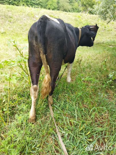 Годовалые тёлочки