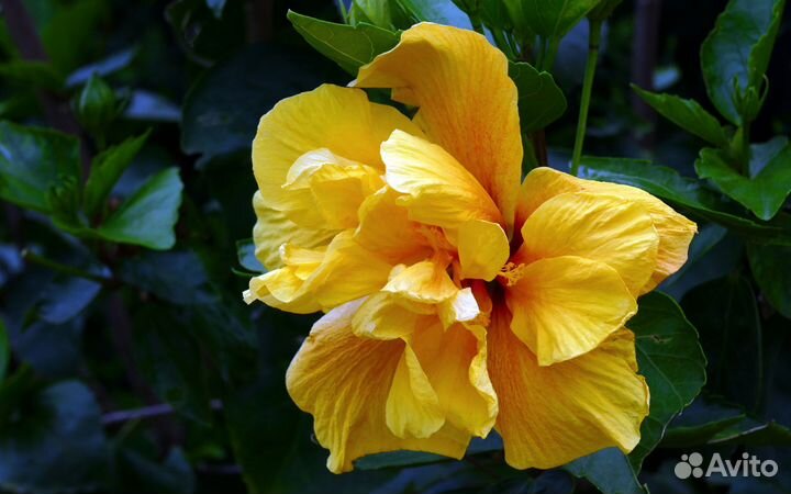 Продаю гибискус
