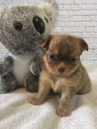 Щеночки чихуа