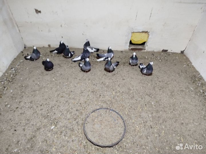 Продажа голубей