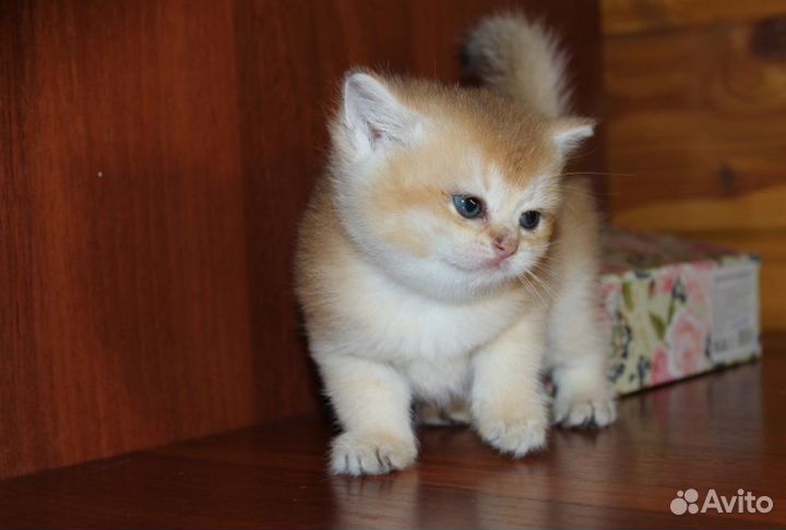 Золотые британцы