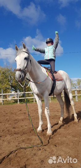 Конный спорт
