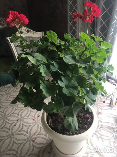 Пеларгония герань