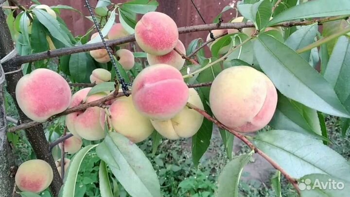 Саженцы зимостойких сортов персика Уралец и Хасан