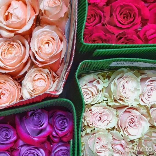 Цветы оптом Эквадор Кения Голландия