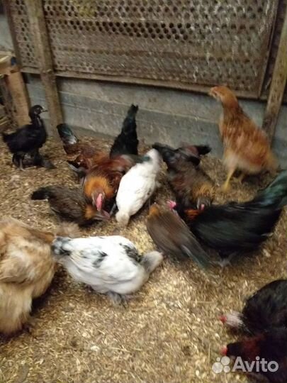 Петушки молодые