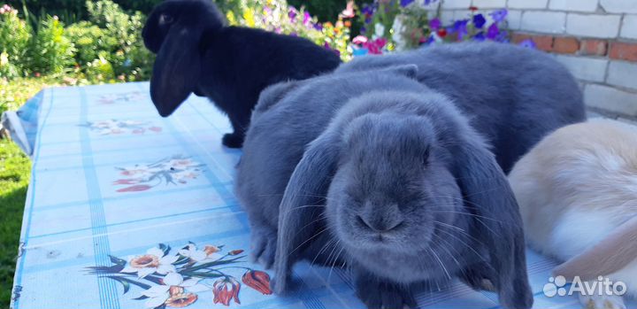 Кролики порода Французский баран