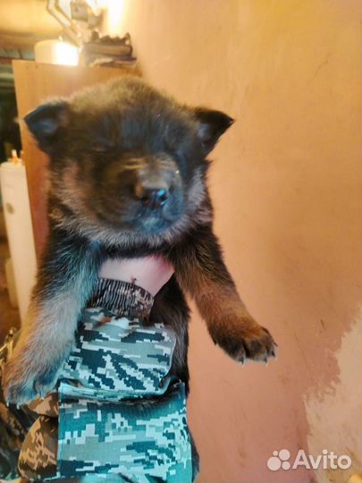 Щенки немецкой овчарки