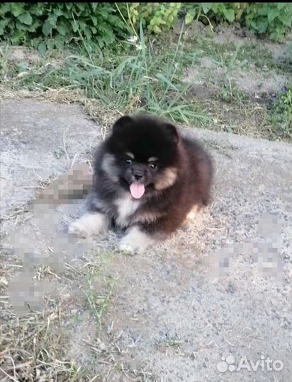 Щенки шпица