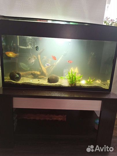 Аквариум на 100 литров