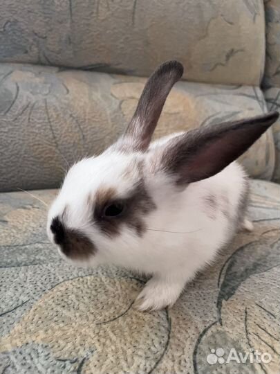 Декоративные кролики