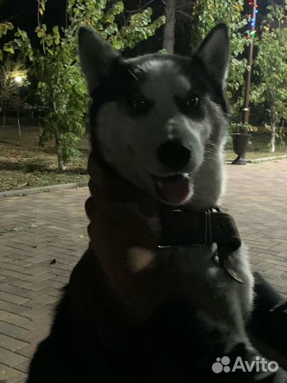 Сибирский хаски в добрые руки