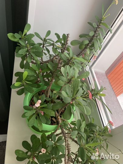 Молочай миля