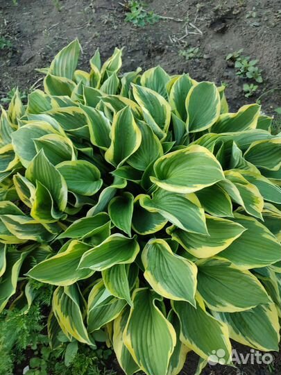 Хоста растение