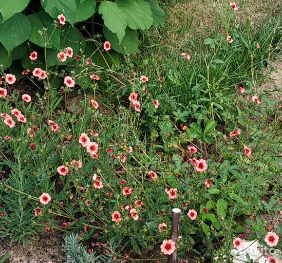 Семена растений (культурные, дикоросы)