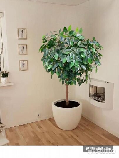 Фикус бенджамина искусственный