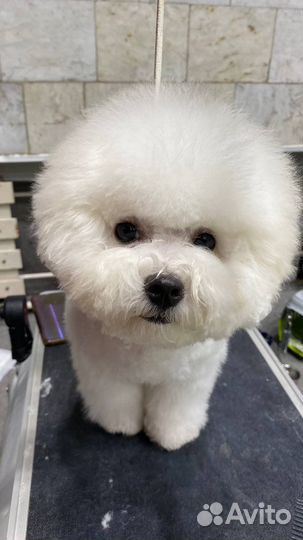 Бишон фризе девочка