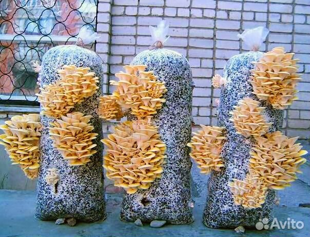 Продажа готовых грибных блоков вешенки