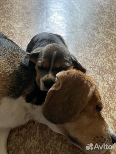 Щенки бигль