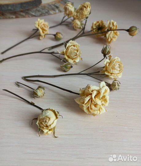 Сухоцветы для фотосессии и предметной съемки