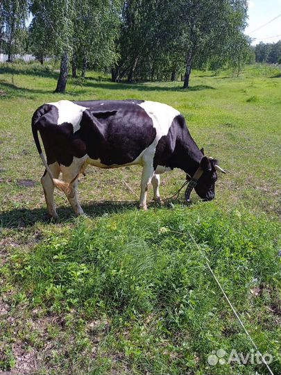 Молоко коровье домашнее