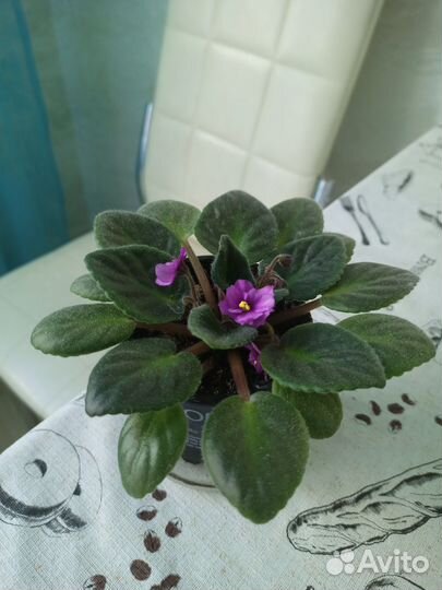 Цветущие фиалки