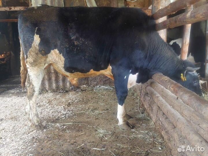 Мясо говядина домашняя