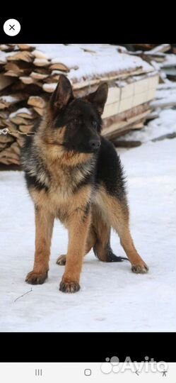 Подрощеная девочка немецкой овчарки с документами