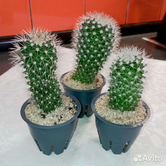 Маммилярия Бакеберга